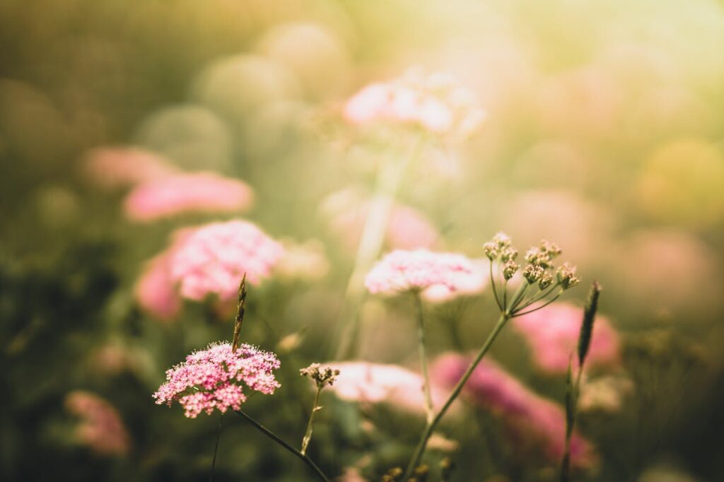 plantes