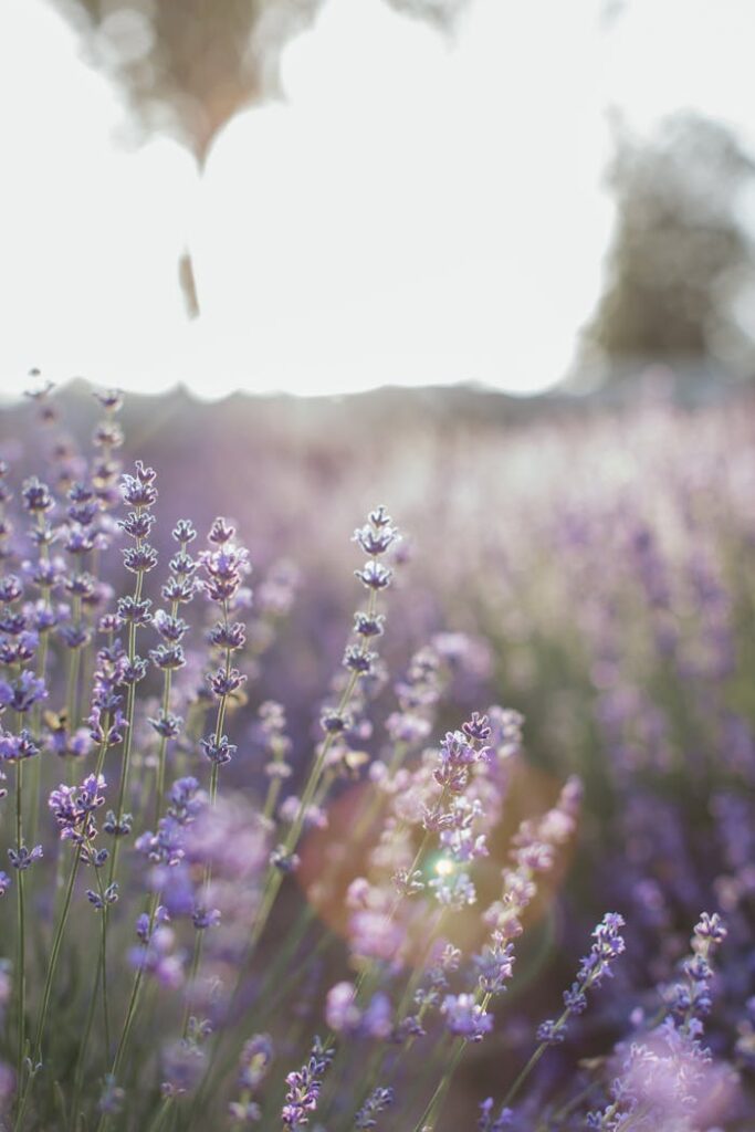 pexels-photo-5126290 A serene lavender field in bloom, capturing the soft glow of morning light.