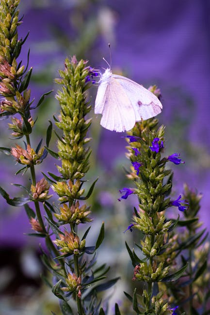 Delicate white butterfly perched on vibrant hyssop flowers in a French garden.