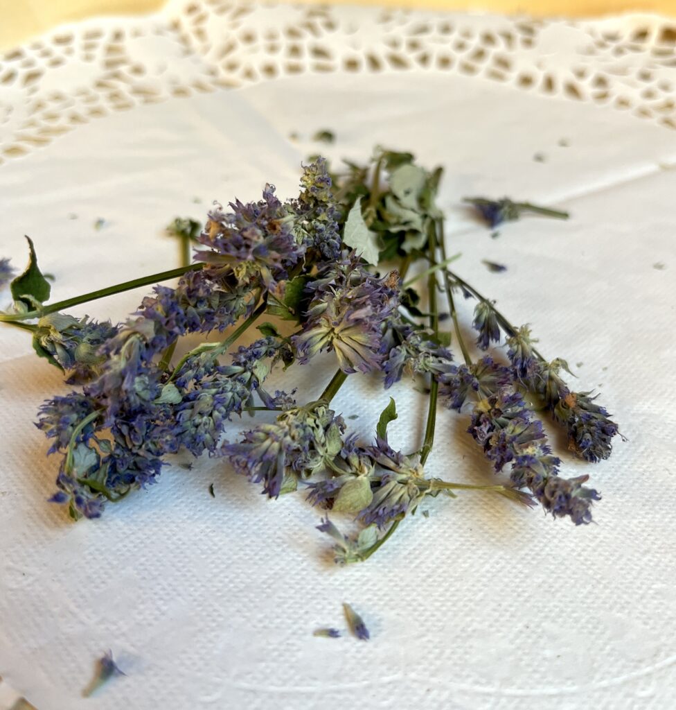 Agastache bio - Agastache foeniculum
