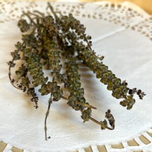 Basilic sacré (Tulsi) bio - Ocimum tenuiflorum