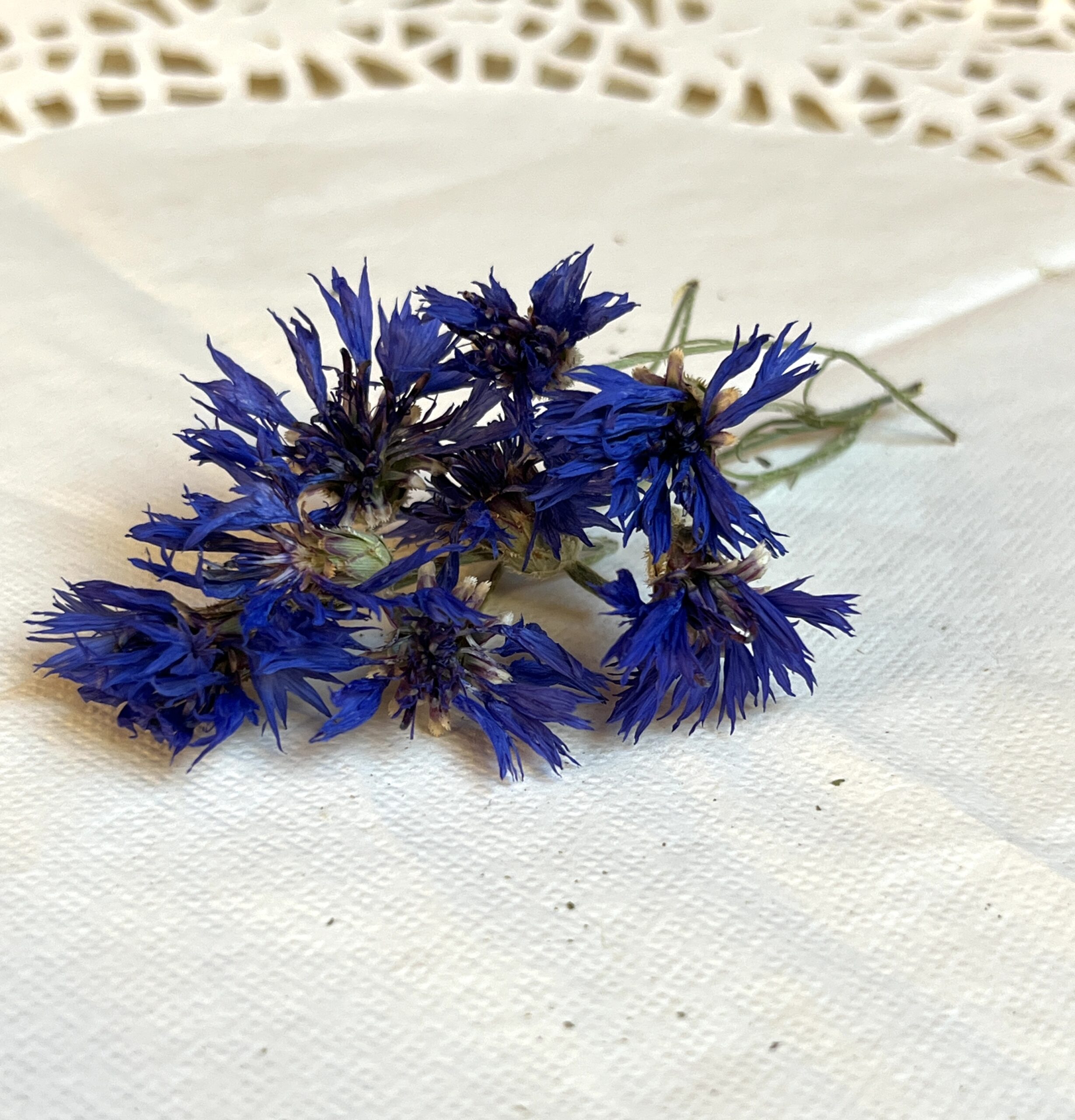 Bleuet bio - Centaurea cyanus