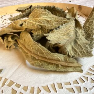 Bouillon blanc bio - Verbascum thapsus
