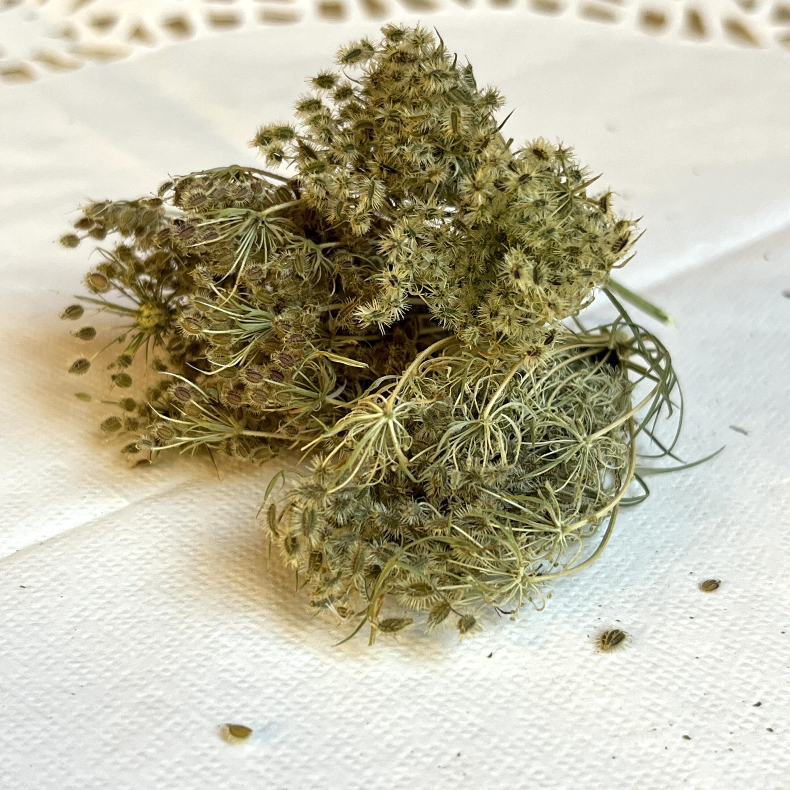 Carotte sauvage bio - Daucus carota