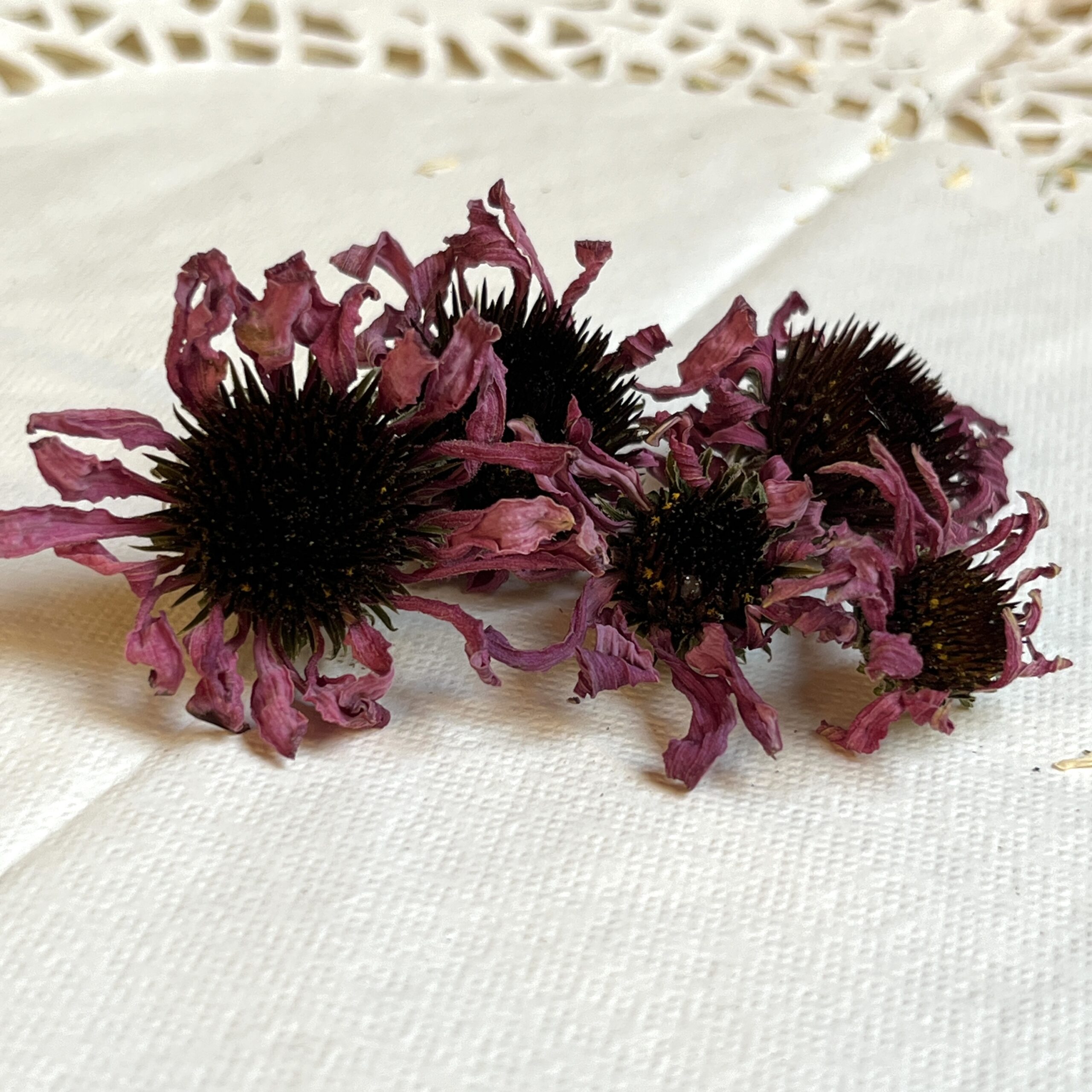 Échinacée bio - Echinacea purpurea