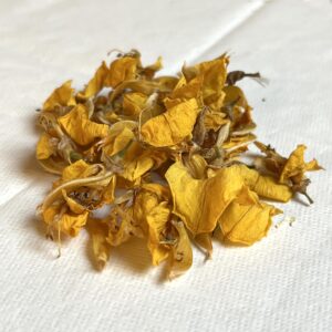 Genêt bio - Cytisus scoparius