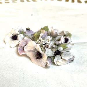 Guimauve bio - Althaea officinalis
