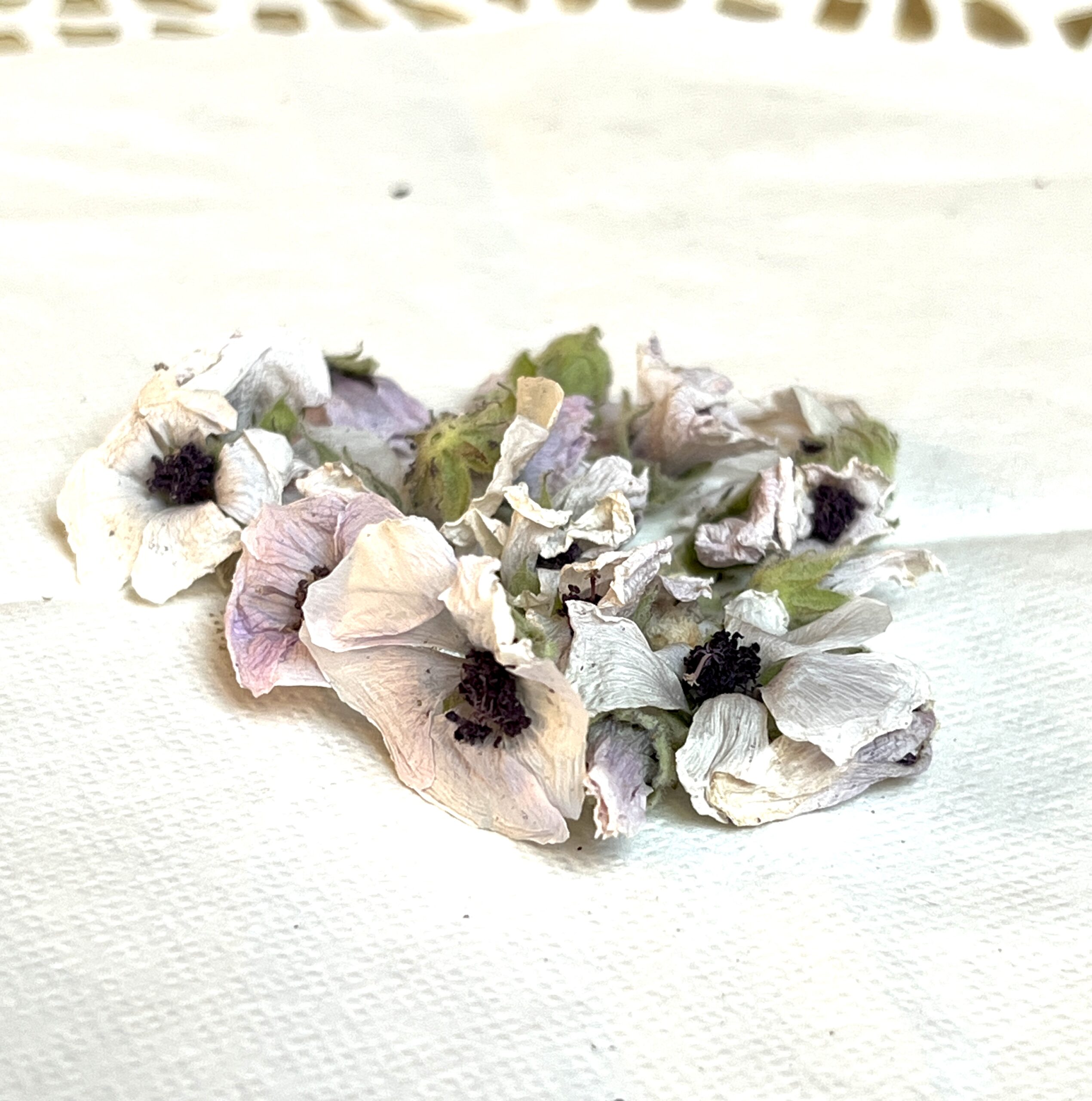 Guimauve bio - Althaea officinalis
