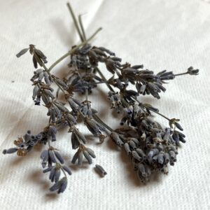 Lavande vraie bio - Lavandula angustifolia