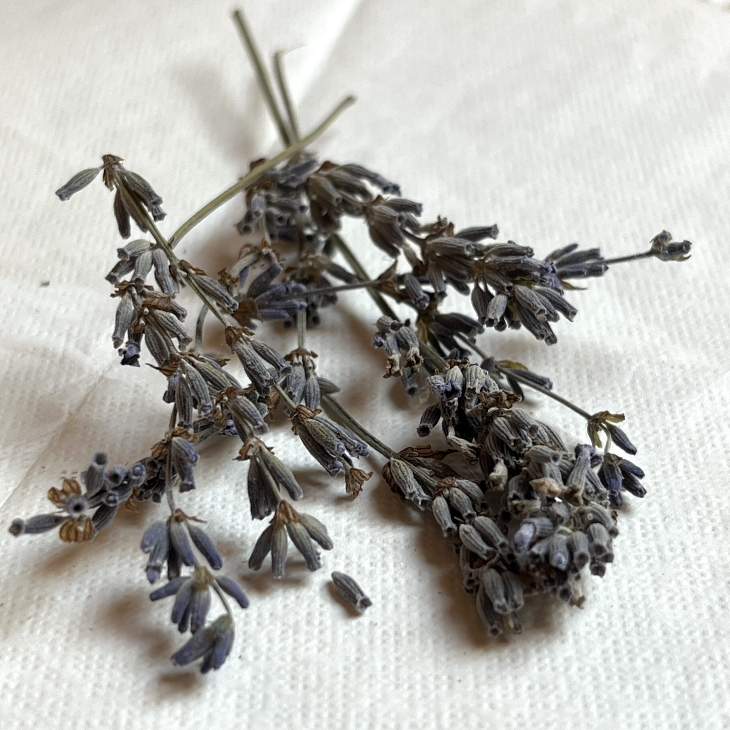 Lavande vraie bio - Lavandula angustifolia