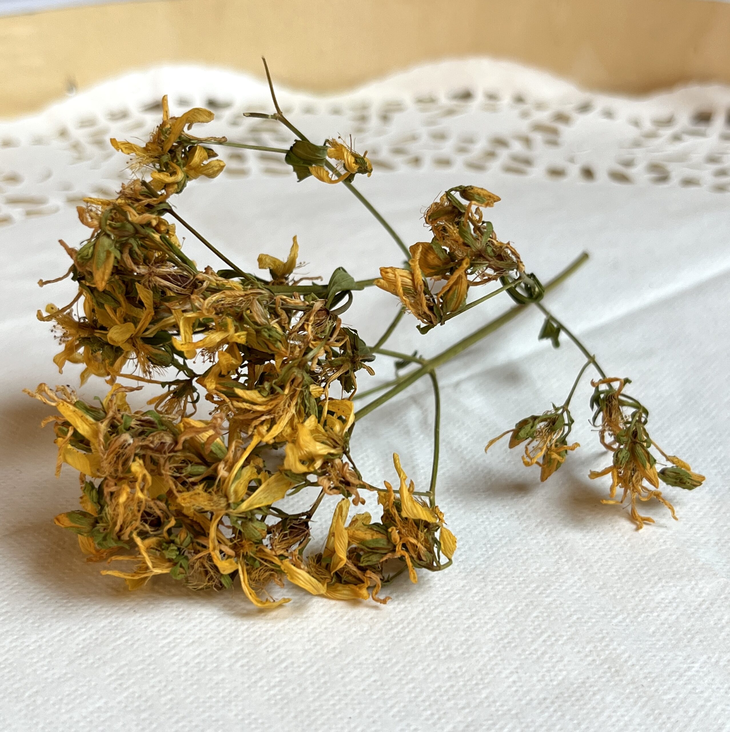 Millepertuis bio - Hypericum perforatum