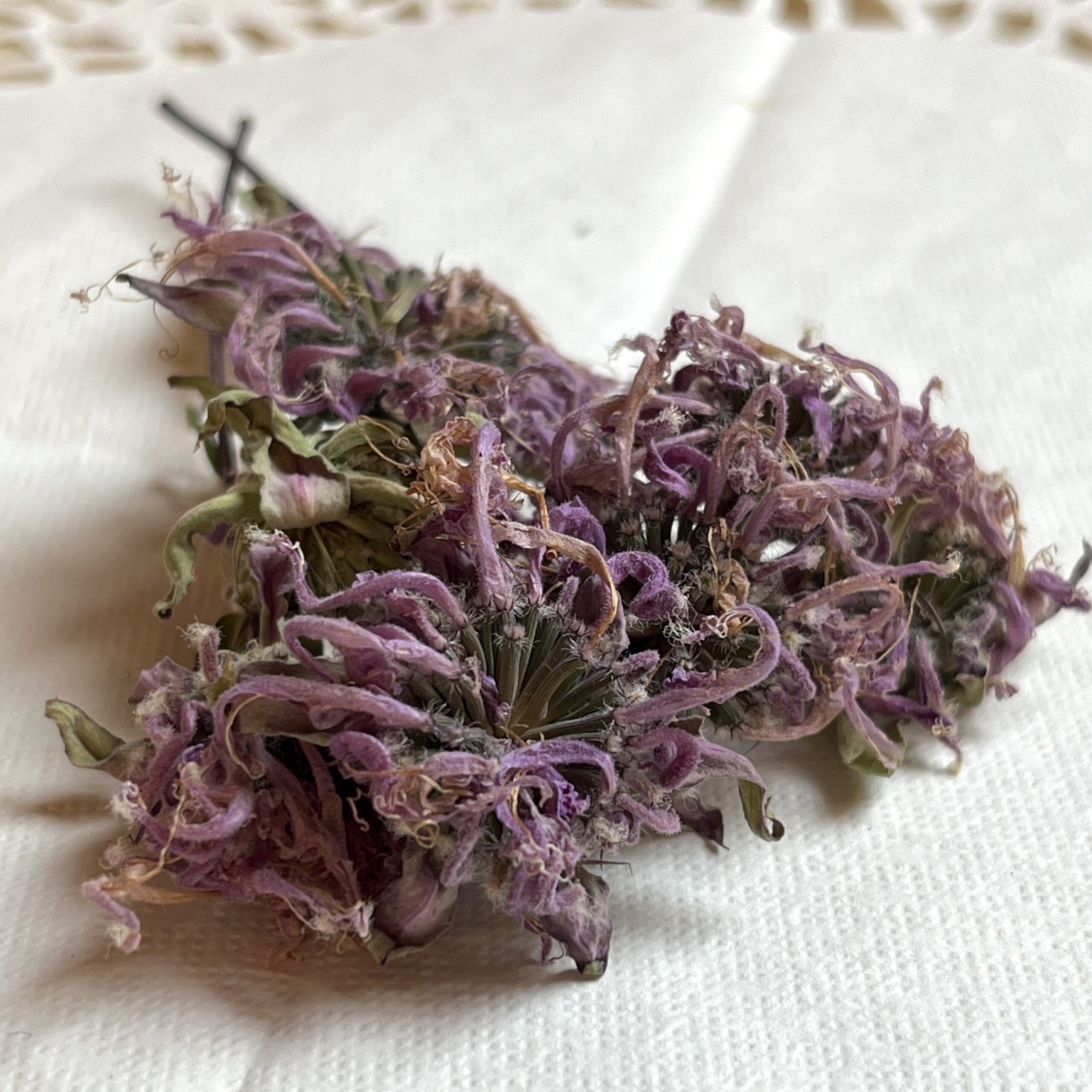 Monarde rouge (fleur) bio - Monarda didyma