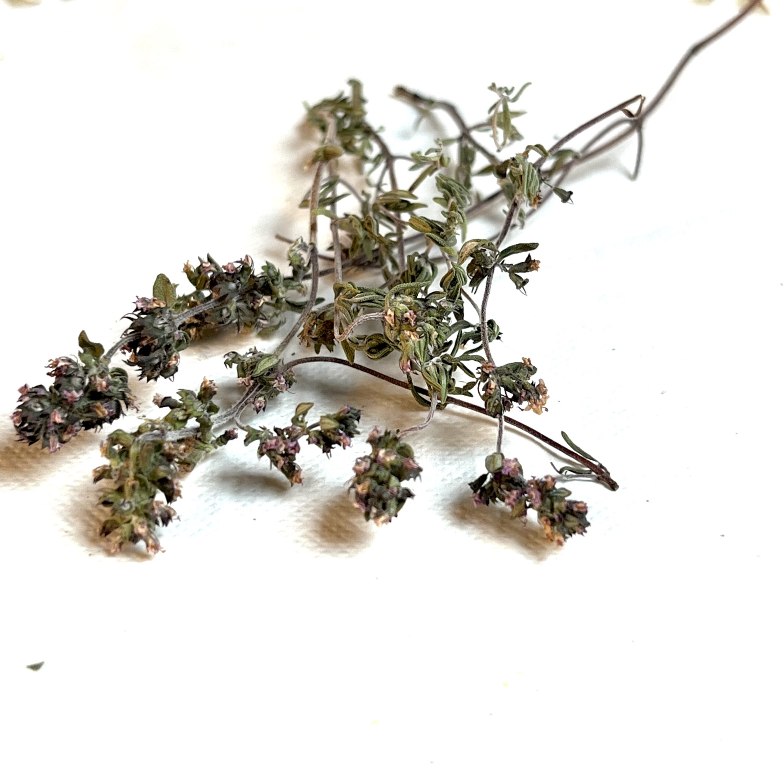 Origan bio - Origanum vulgare