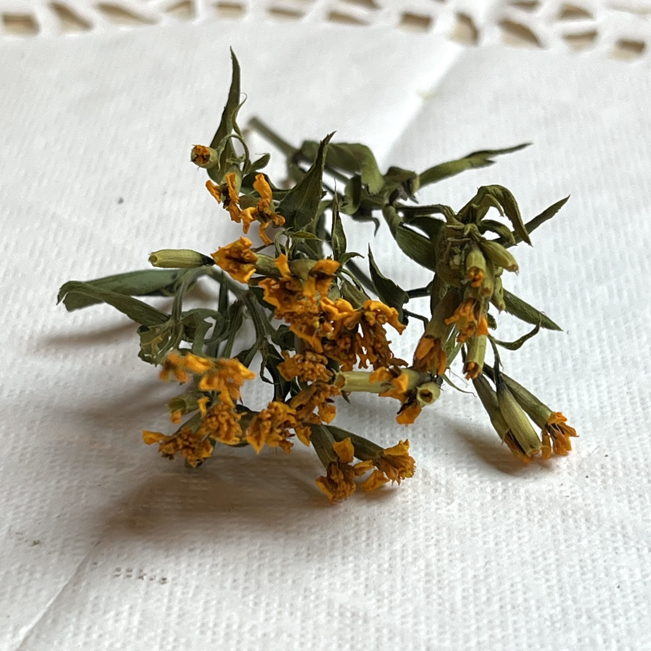 Tagète lucida bio - Tagetes lucida