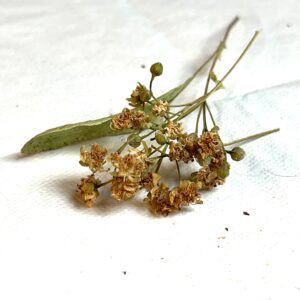 Tilleul bio - Tilia cordata / platyphyllos