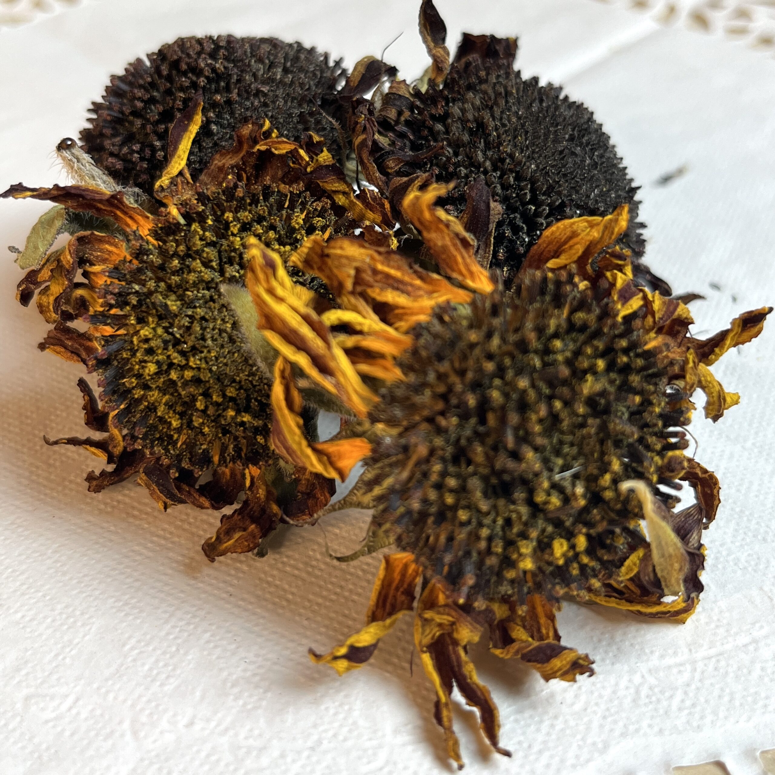 Tournesol bio - Helianthus annuus